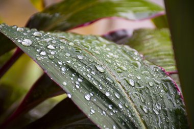 Su damlası ile yaprak yeşil yukarı kapatın.