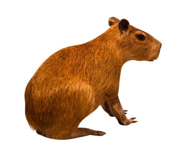 Capybara beyaz bir arkaplanda izole