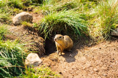 Avrupa sincabı. Slovakya 'da bu küçük hayvanlardan yüzlercesi belki de binlercesi olan bir yer var..
