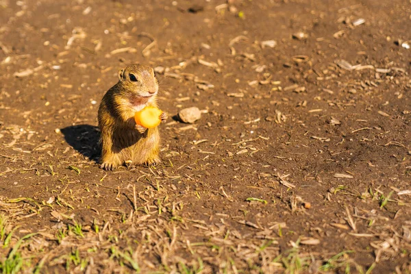 European Ground Squirrel Slovakia One Place Exists Hundreds Maybe Thousand — Stock Photo, Image