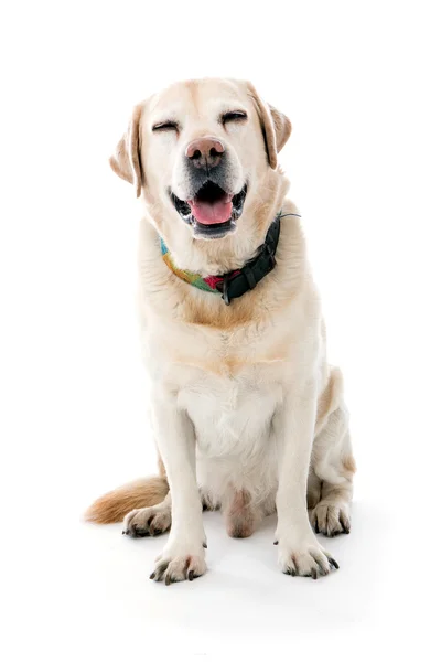 Labrador posiert lächelnd im Studio — Stockfoto