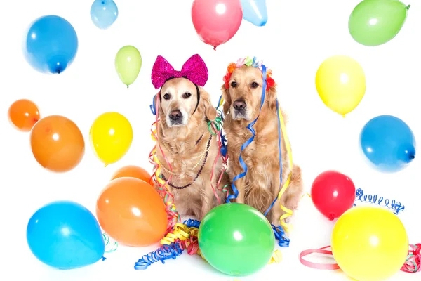 Deux golden retriever à la fête — Photo