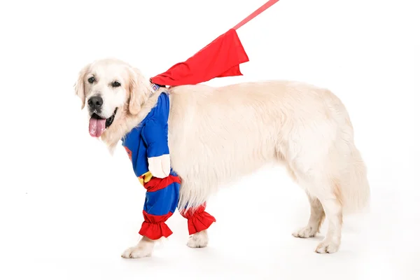 Golden retiever superman dressed — Stock Photo, Image