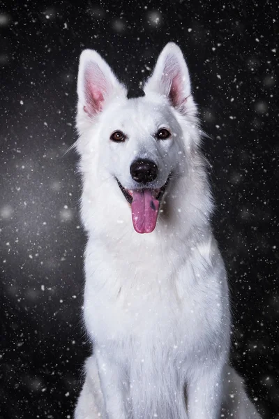 Bianco cane ritratto nevicando — Foto Stock