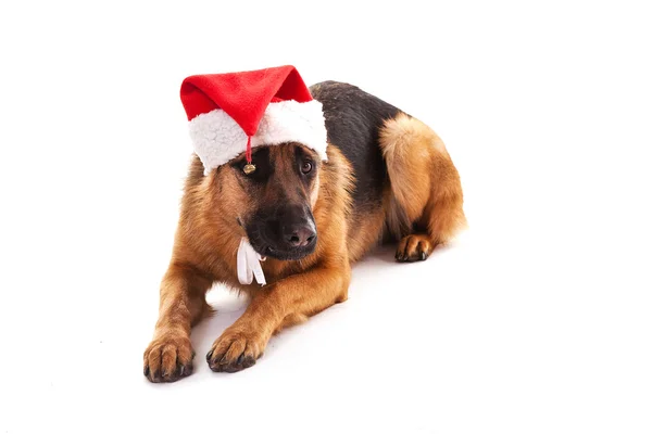 Schäferhund an Weihnachten — Stockfoto