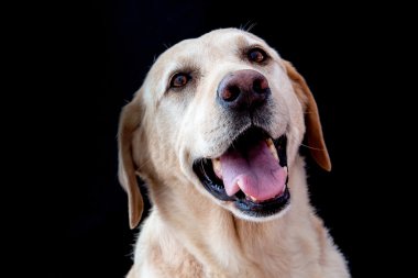 altın geri almak gülümseme