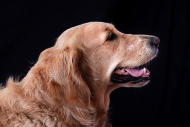 Golden retriever portre 