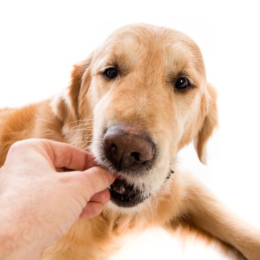 Golden retriver esting