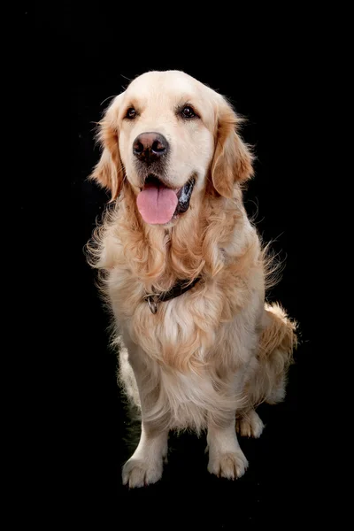 金毛猎犬在黑色的背景 — 图库照片