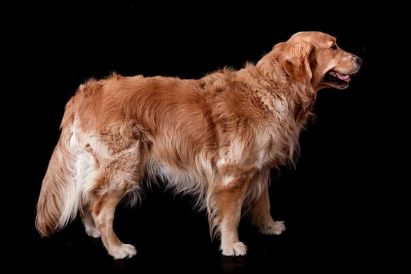 Golden Retriever posa — Foto Stock