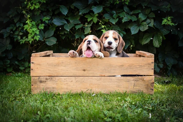 Zwei Beagle-Welpen — Stockfoto