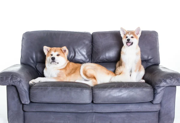 Two akita dogs over a sofa — Stock Photo, Image