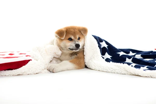 Akita dog puppy under a blanket — Stock Photo, Image