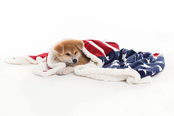 Akita Hundewelpe unter einer Decke — Stockfoto