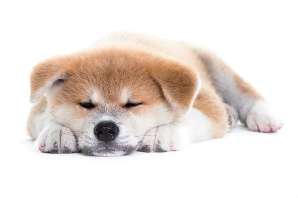 Akita perro cachorro durmiendo — Foto de Stock