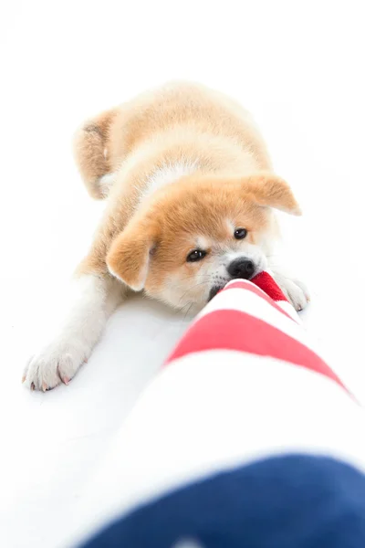 Akita cachorro jogando — Fotografia de Stock