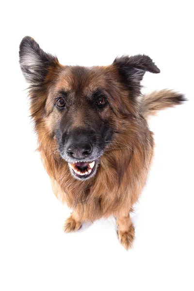 Schäferhund sitzt auf weißem Hintergrund — Stockfoto