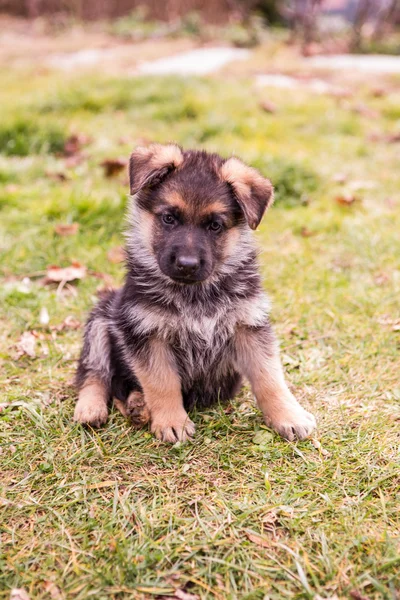 Pastore tedesco cucciolo — Foto Stock