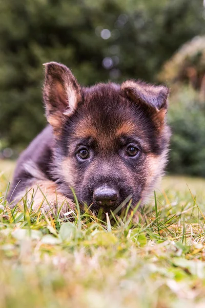 German sheperd puppy — Stock Photo, Image