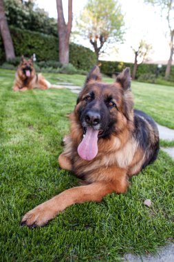 bahçede iki Alman çoban