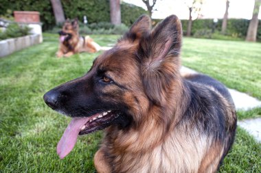 bahçede iki Alman çoban