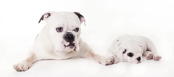 Due cani toro sdraiati in studio — Foto Stock