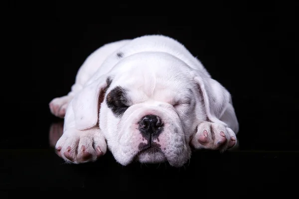 Toro cane cucciolo, sdraiato lato anteriore — Foto Stock