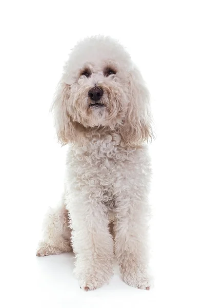 Caniche blanco sentado en estudio blanco —  Fotos de Stock