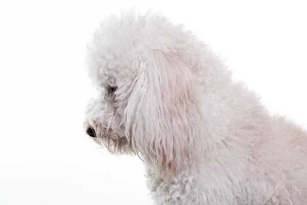 Retrato de perfil de un caniche blanco — Foto de Stock