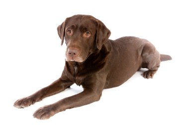 labrador çikolata beyaz studio döşeme