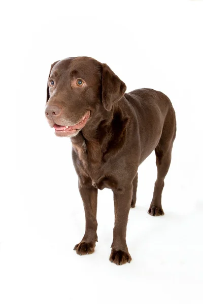 Labrador chocolate posing in white studio — Stock Photo, Image