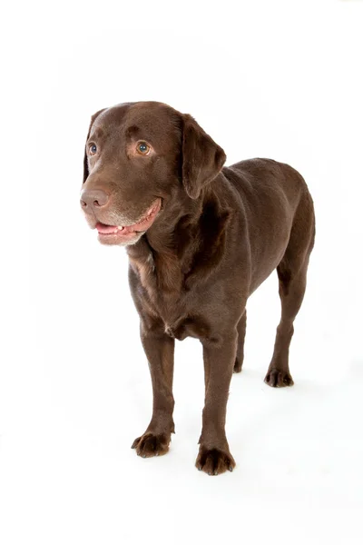 Labrador chocolate posando en estudio blanco — Foto de Stock