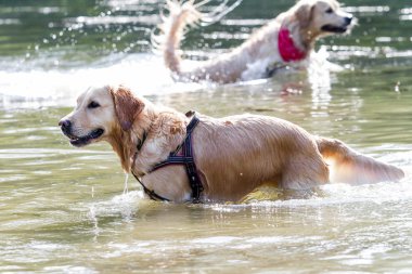 suda oynarken iki altın geri almak