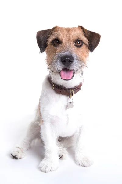 Jack russell retrato sentado em fundo branco — Fotografia de Stock