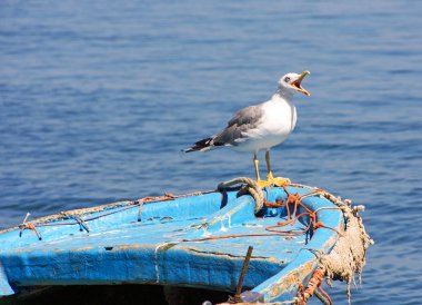 ağız açık bir tekne ile martı 