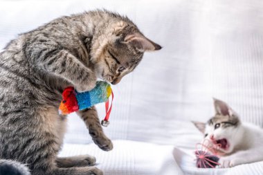 Evde oynayan iki kedi yavrusu. Küçük kediler