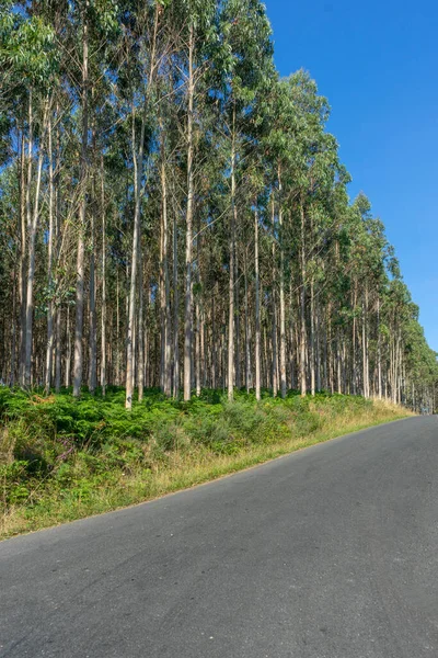 Grande plantation d'eucalyptus près des routes rurales situées dans le nord de l'Espagne. — Photo