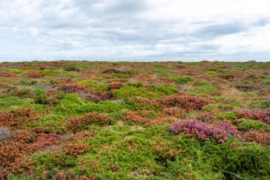 İspanya 'nın kuzeyinde sizi bulutlarla dolu gökyüzüne taşıyan çalılar ve çeşitli renklerde çiçeklerle kaplı tepe..