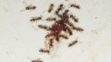 Bir grup küçük kahverengi karıncanın kırmızı bir sıvı damlasıyla ya da beyaz desenli bir yüzeyde reçelle beslendiği makro görüntüler. Yoğun karınca kolonisi davranışlarına ve böcek takımına yakın çekim.