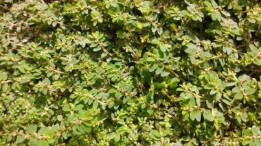 Bu yıllık bitki örtüsünün karakteristik büyüme alışkanlığını gösteren, Euphorbia fındıkları (Benekli Spurge) bitkisinin verimli ve yakın çekim görüntüsü.