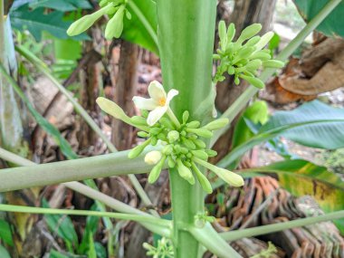 Erkek papaya ağacının yakın çekiminde uzun, ince saplı, krem rengi çiçek kümeleri görülüyor. Videoda Carica papaya bitkisinin narin çiçekleri ve yeşil tomurcukları vurgulanıyor.
