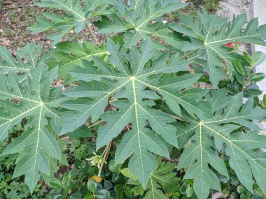 Yeşillik yeşil papaya yapraklarının üst görüntüsü belirgin lobları ve tropik bir bahçede büyüyen damarları, doğal bitki örtüsü arka planı, taze botanik dokusu, açık havada gün ışığı..