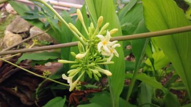 Erkek papaya çiçeklerinin tropikal bir ağaçta açtığı yakın çekim videosu, hassas sarı-beyaz çiçekleri ve doğal detayları gösteriyor, tarım, botanik, doğa ve tropikal bitki kavramları için idealdir..