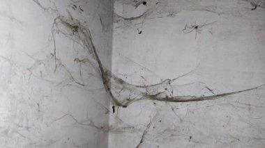 Terk edilmiş, loş bir odanın köşesini kaplayan kalın, tozlu örümcek ağları. Beyaz duvarlarda eski örümcek ağları olan perili bir atmosfer. Korku ve gizem için mükemmel..