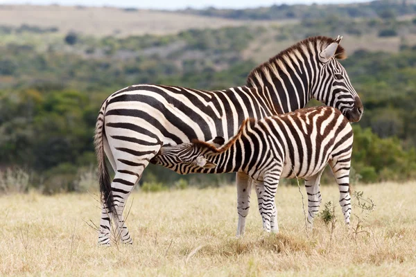 Picie z Mama - Burchell firmy Zebra — Zdjęcie stockowe