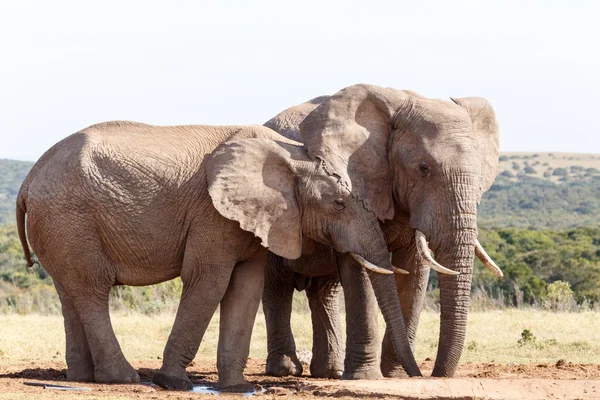 Én fül, akkor még - afrikai elefánt Bush — Stock Fotó