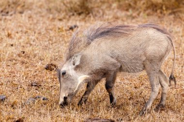 Sadece çim - Phacochoerus africanus ortak warthog yeme