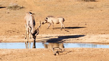 Barajda - büyük Kudu - yayılım gösterir: strepsiceros içme