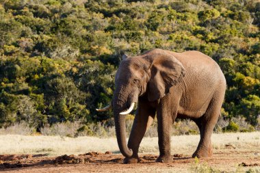 Aşağı - Afrika Bush fili yavaşlama