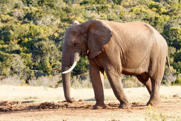 Baraj - Afrika Bush fili giderken — Stok fotoğraf